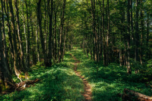 poloniny singletrack